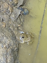 Phrynobatrachus natalensis