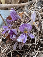 Aphyllon californicum