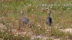 Numida meleagris coronatus