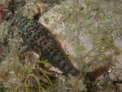 Lepadogaster candolii
