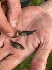 Austrolebias nigripinnis