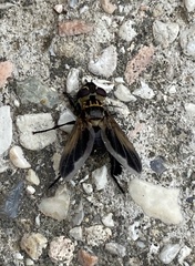 Trichopoda pictipennis