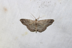 Melanolophia