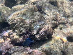 Acanthurus coeruleus