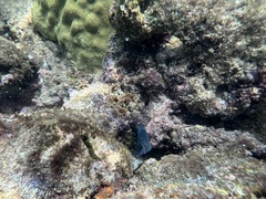 Acanthurus coeruleus