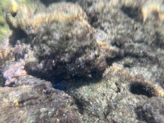 Acanthurus coeruleus