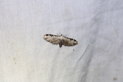 Eupithecia ravocostaliata