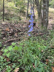 Lobelia amoena