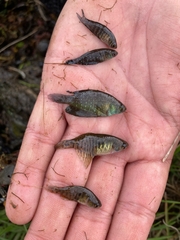 Austrolebias bellottii