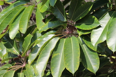 Heptapleurum actinophyllum