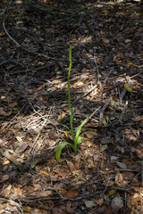 Platanthera michaelii