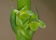 Platanthera michaelii
