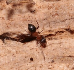 Lasius emarginatus