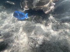 Acanthurus coeruleus