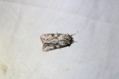 Achatia distincta