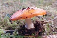 Amanita xanthocephala