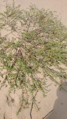 Oenothera drummondii