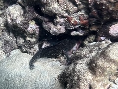 Blenniiformes