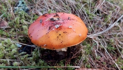 Amanita xanthocephala