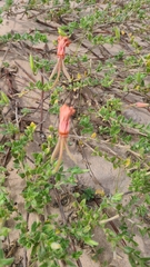 Oenothera drummondii