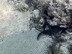Blenniiformes