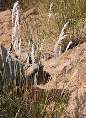 Digitaria californica