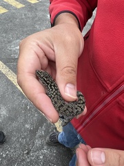 Phyllodactylus darwini