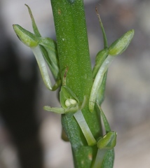 Piperia
