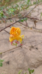 Oenothera drummondii