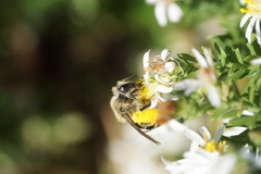 Callandrena