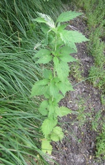 Chaiturus marrubiastrum