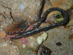 Nerophis lumbriciformis