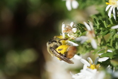Callandrena