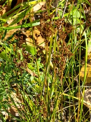 Juncus compressus
