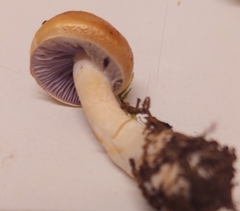 Stropharia coronilla