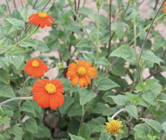 Tithonia