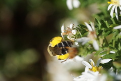 Callandrena