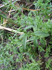 Veronica anagallis-aquatica
