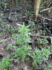 Veronica anagallis-aquatica