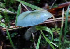 Stropharia aeruginosa