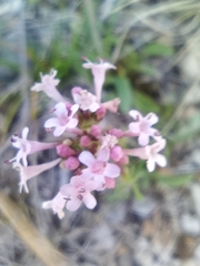 Valeriana tuberosa