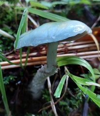 Stropharia aeruginosa
