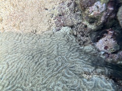 Pseudodiploria clivosa