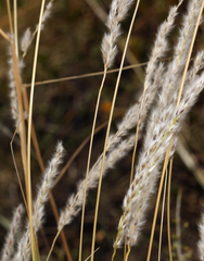 Digitaria californica