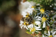 Callandrena