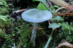 Stropharia aeruginosa