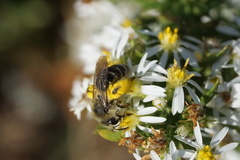 Callandrena