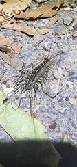 Scutigeridae