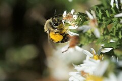 Callandrena