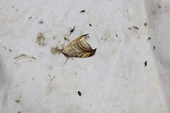 Drepana arcuata